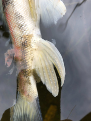Catostomus catostomus