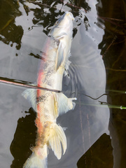 Catostomus catostomus