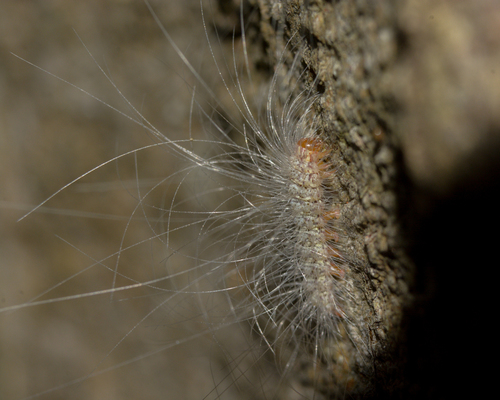 Eudesmia menea