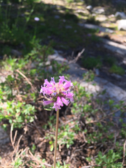 Penstemon heterodoxus