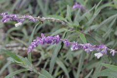 Salvia leucantha