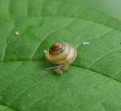 Kaliella