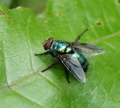 Hypopygiopsis