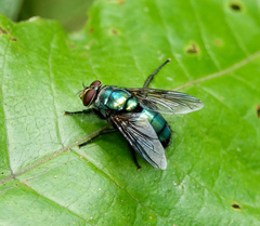Hypopygiopsis