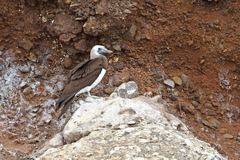 Sula leucogaster brewsteri