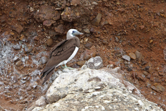 Sula leucogaster brewsteri