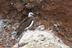 Sula leucogaster brewsteri