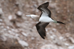 Sula leucogaster brewsteri
