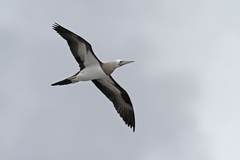 Sula leucogaster brewsteri