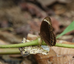 Mycalesis anaxias