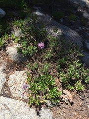 Penstemon heterodoxus