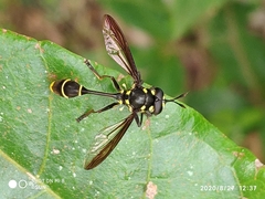 Monoceromyia javana