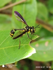 Monoceromyia javana