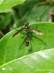 Monoceromyia javana