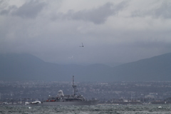 Stercorarius parasiticus