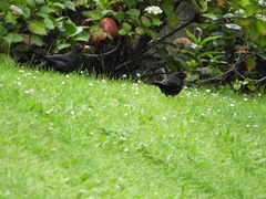 Turdus merula