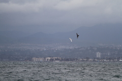 Stercorarius parasiticus