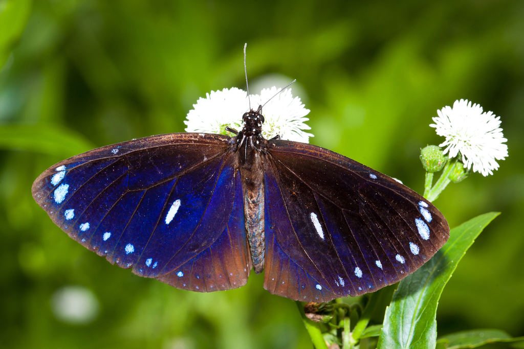 Blue-banded King Crow Butterfly