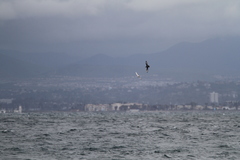 Stercorarius parasiticus