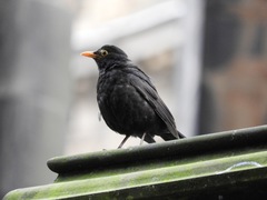 Turdus merula