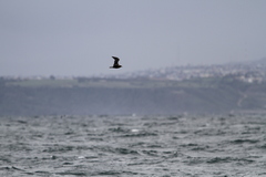 Stercorarius parasiticus