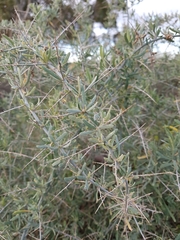 Chenopodium nitrariaceum