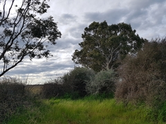 Chenopodium nitrariaceum