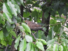 Turdus merula