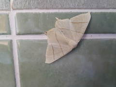 Ourapteryx sambucaria