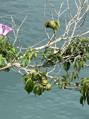 Lithocarpus konishii