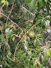 Lithocarpus konishii