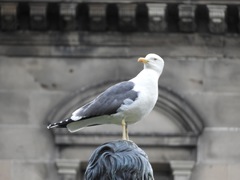 Larus fuscus