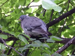 Columba palumbus