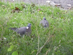 Columba palumbus
