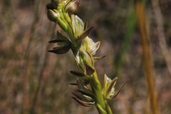 Prasophyllum elatum