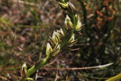 Prasophyllum elatum