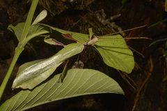 Phyllium ericoriai