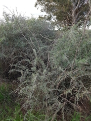 Chenopodium nitrariaceum