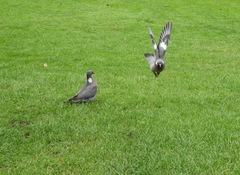 Columba palumbus