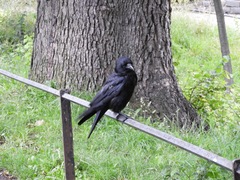 Corvus corone