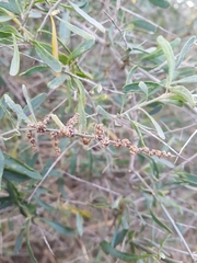 Chenopodium nitrariaceum