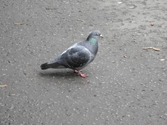 Columba livia domestica