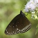Double-branded Crow Butterfly - Photo (c) Dr. Raju Kasambe, some rights reserved (CC BY-SA)