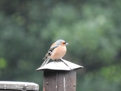 Fringilla coelebs