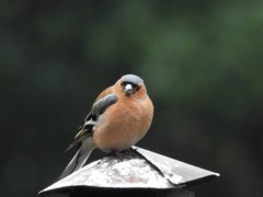 Fringilla coelebs