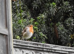 Erithacus rubecula