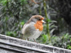 Erithacus rubecula