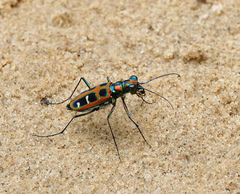 Cosmodela barmanica