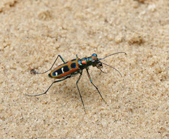 Cosmodela barmanica