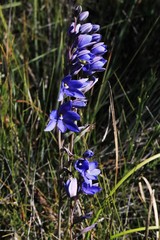 Thelymitra purpurata